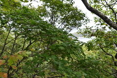 Acer pseudosieboldianum