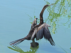 Anhinga rufa rufa