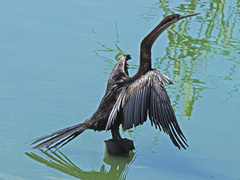 Anhinga rufa rufa