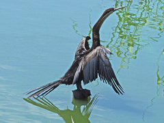 Anhinga rufa rufa