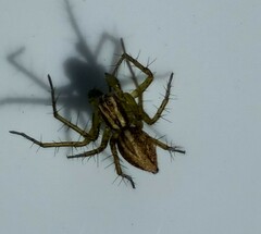 Oxyopes lineatus