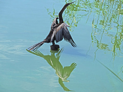 Anhinga rufa rufa