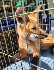 Chrysocyon brachyurus