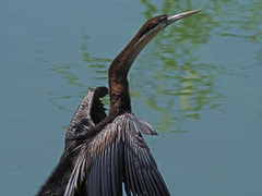 Anhinga rufa rufa