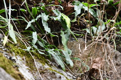 Lepisorus ussuriensis