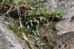 Lepisorus ussuriensis