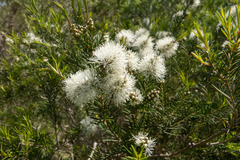 Melaleuca armillaris