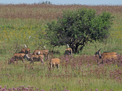 Tragelaphus oryx oryx