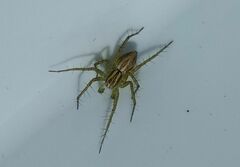 Oxyopes lineatus