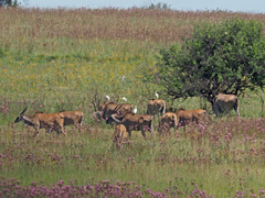 Tragelaphus oryx oryx
