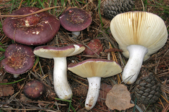 Russula integra