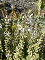 Salvia disermas