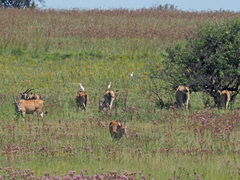 Tragelaphus oryx oryx