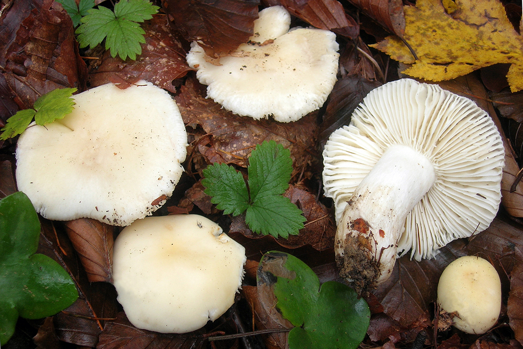 Pallid Brittlegill