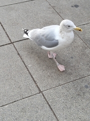 Larus argentatus