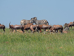 Damaliscus pygargus phillipsi