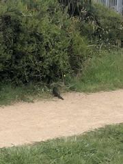 Platycercus caledonicus