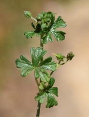Geranium potentilloides