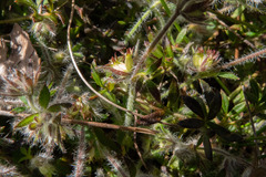 Xanthosia huegelii