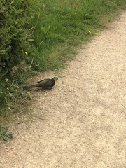 Platycercus caledonicus