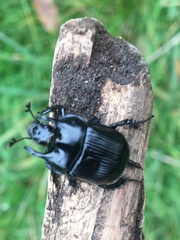 Typhaeus typhoeus