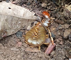 Cormocephalus