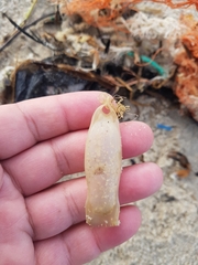 Scyliorhinus canicula