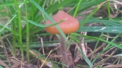 Psilocybe