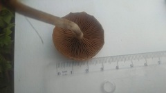 Psilocybe