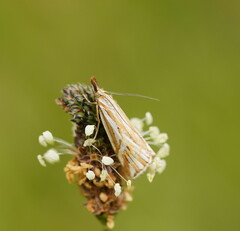 Hednota pleniferellus