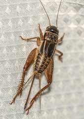 Teleogryllus commodus