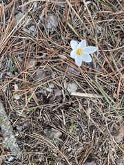 Crocus laevigatus