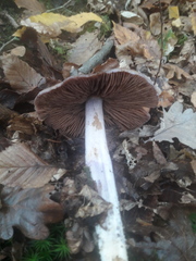 Cortinarius livido-ochraceus