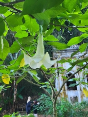 Brugmansia arborea