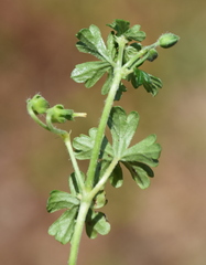 Geranium potentilloides