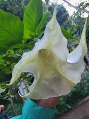Brugmansia arborea