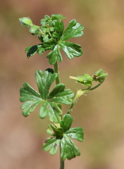 Geranium potentilloides