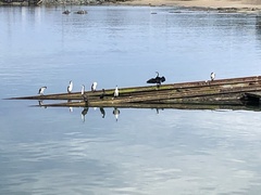 Phalacrocorax fuscescens