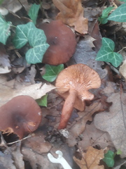 Lactarius serifluus