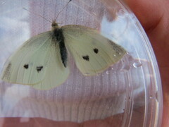 Pieris rapae