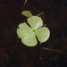 Marsilea vestita - Photo (c) James Bailey，保留部份權利CC BY-NC