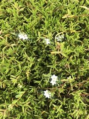Myoporum parvifolium