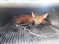 Chrysocyon brachyurus