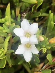 Myoporum parvifolium