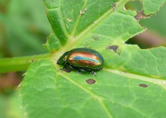 Chrysolinina