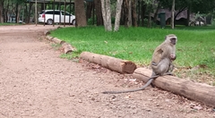 Chlorocebus pygerythrus