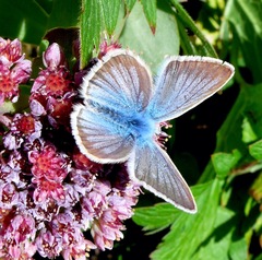 Polyommatus damon
