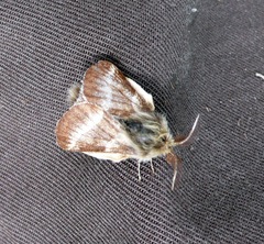 Malacosoma alpicolum