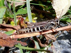 Gomphocerus sibiricus