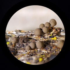 Arcyria pausiaca